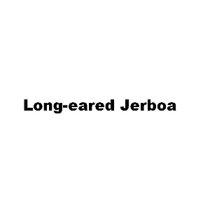LONG-EARED JERBOA